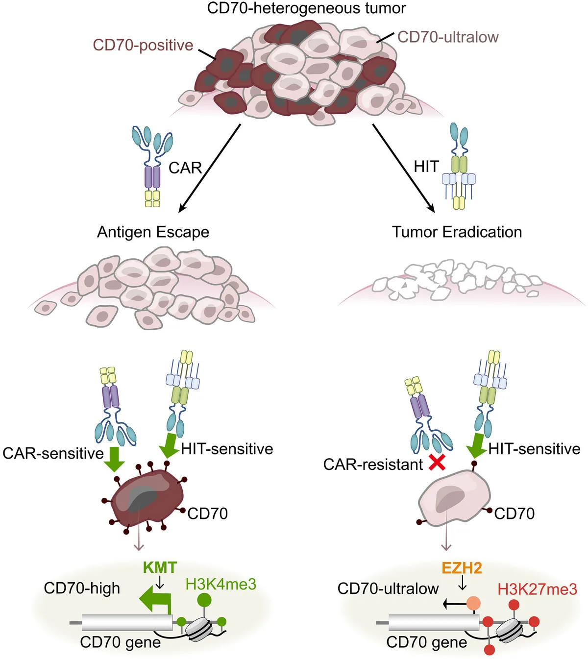 Advanced HIT Cell Therapy Targets Solid Tumors Effectively