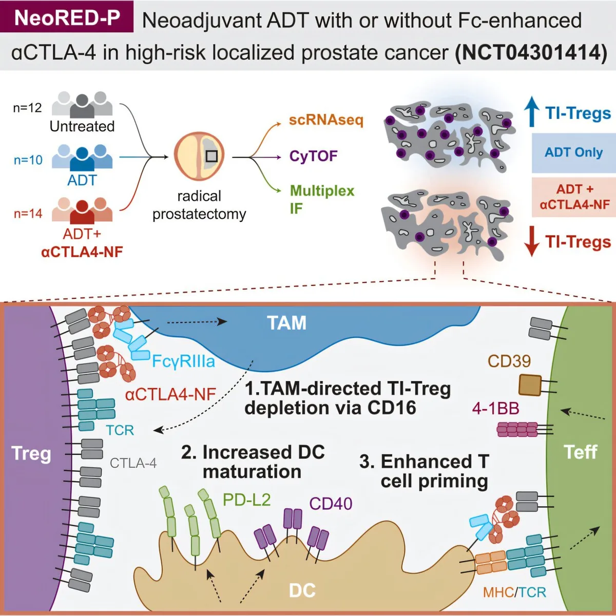 Promising Immunotherapy for Early Prostate Cancer